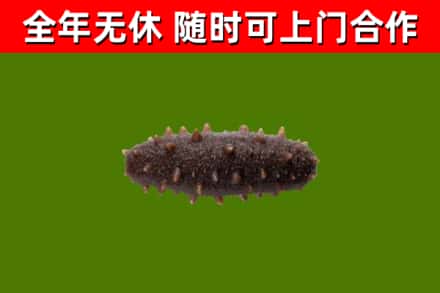 宣威市回收海参干